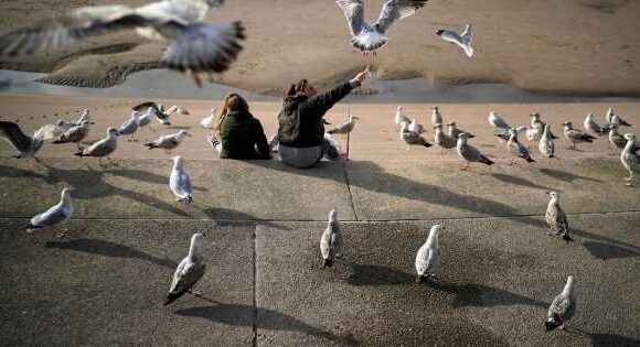 Woman almost dies from a stroke after greedy seagull swooped down on her chips