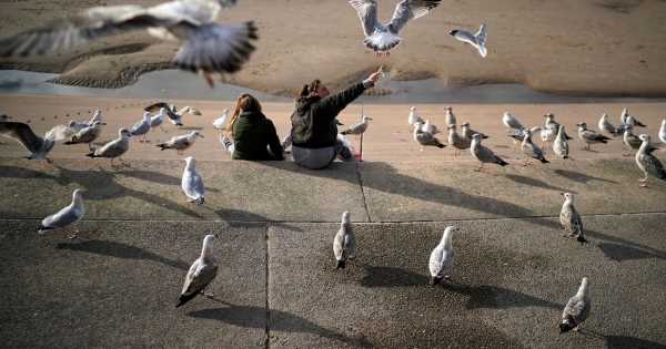 Woman almost dies from a stroke after greedy seagull swooped down on her chips