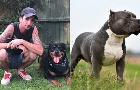 XL Bully that mauled dog walker who died in park destroyed by police