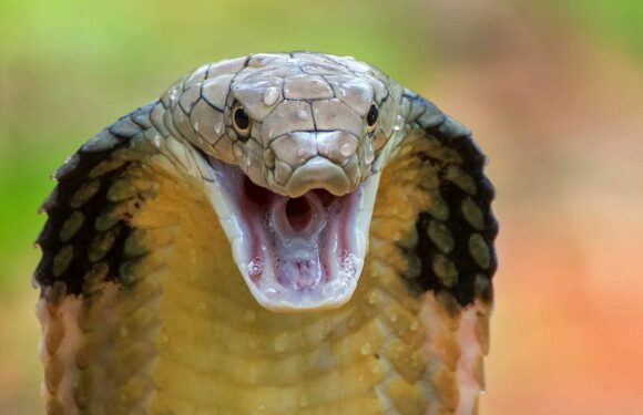 Zoo on lockdown as deadly king cobra named Sir Hiss makes 'Houdini escape' | The Sun