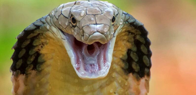 Zoo on lockdown as deadly king cobra named Sir Hiss makes 'Houdini escape' | The Sun