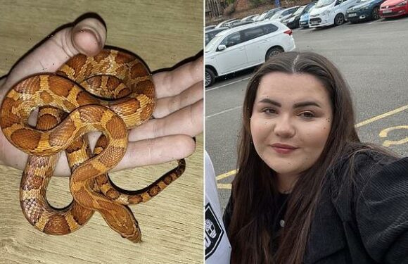 A woman was horrified to find her neighbour's missing snake in her bed
