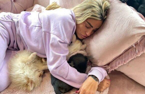 All of the pets Katie Price has lost over the years as latest tragedy sees dog killed in ‘horror crash’