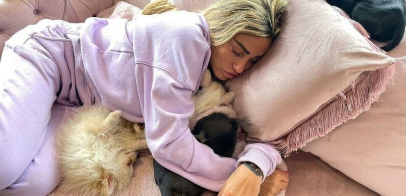 All of the pets Katie Price has lost over the years as latest tragedy sees dog killed in ‘horror crash’