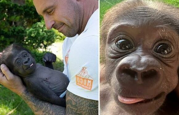Aussie gives gorilla second chance at life after he's abandoned by mum
