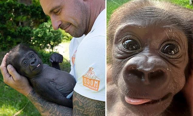 Aussie gives gorilla second chance at life after he's abandoned by mum