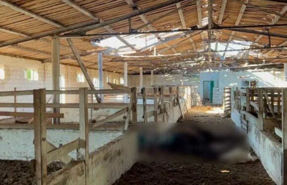 Besieged Russian troops 'eat ZOO animals including a Bison, a kangaroo & ostriches to stay alive on Ukraine frontline’ | The Sun