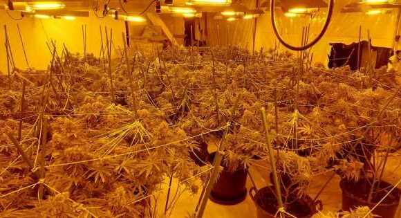 Brainless thugs open cannabis factory meters away from police station