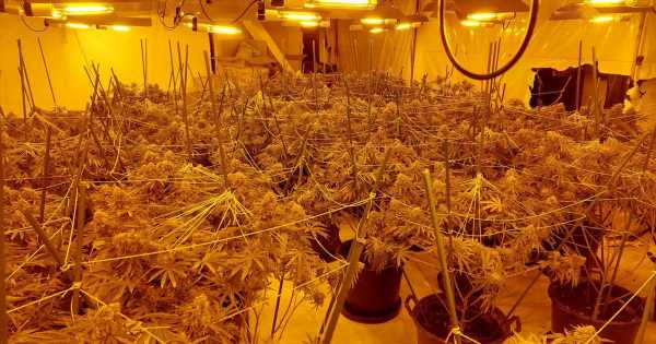 Brainless thugs open cannabis factory meters away from police station