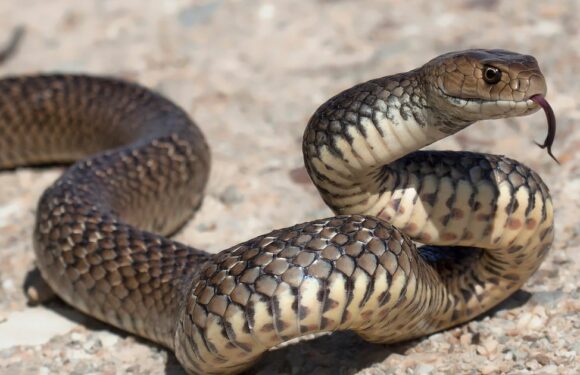 Child bitten by deadly snake at daycare after ‘crawling all over them’