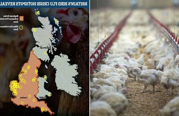 Confining chickens amid bird flu outbreak 'could lead to cannibalism'
