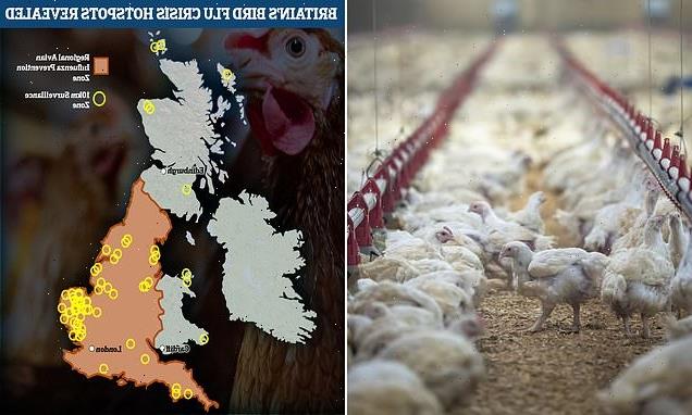 Confining chickens amid bird flu outbreak 'could lead to cannibalism'
