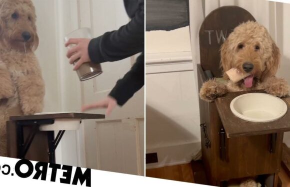 Dog's disability means he needs to eat all his meals in a high chair