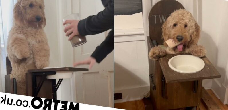Dog's disability means he needs to eat all his meals in a high chair