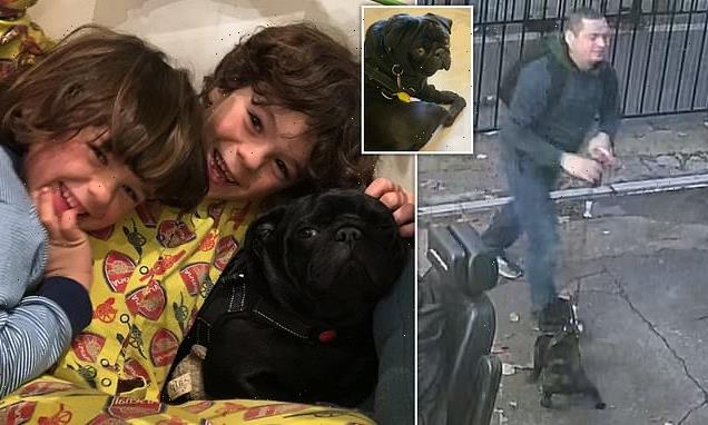 EXCLUSIVE: Moment suspected dog snatcher stole family's young Pug