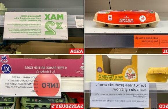 Egg shortage could last until next SUMMER, farmers warn