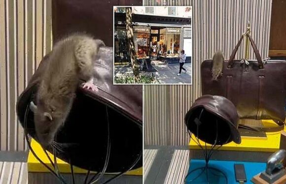 Giant RAT spotted hopping on $1k briefcase in NYC boutique store