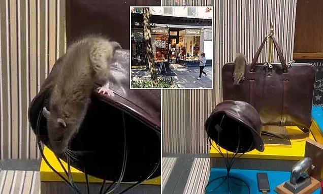 Giant RAT spotted hopping on $1k briefcase in NYC boutique store