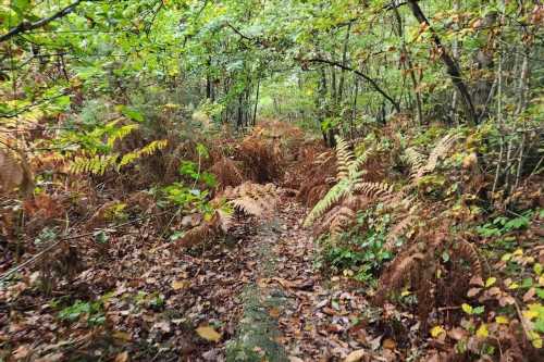 Ginger dog is perfectly camouflaged against the autumn trees – can you spot it? | The Sun