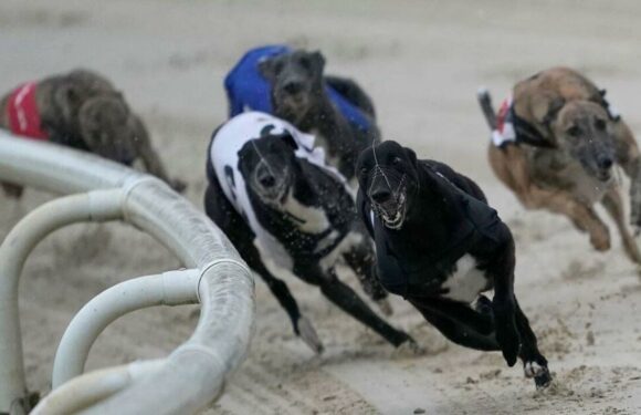 Greyhound racing in danger of disappearing