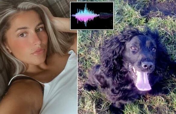 Heartbreaking moment dog cries for help as she is stolen is revealed