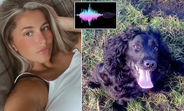 Heartbreaking moment dog cries for help as she is stolen is revealed