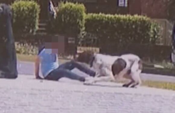 Horror as dog lunges at terrified girl, 7, who screams ‘I’m going to die’ | The Sun