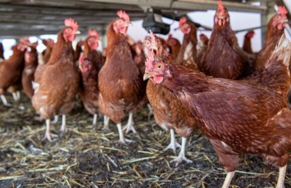 Horror ‘cannibal chickens’ to be culled after disease spreads to second farm