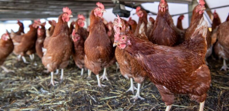 Horror ‘cannibal chickens’ to be culled after disease spreads to second farm