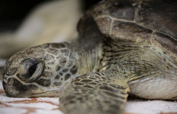 How the tale of Doris the turtle and her forgotten reef went around the world