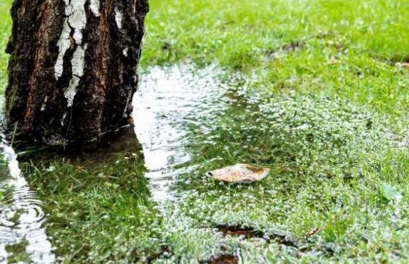 I'm a gardening expert – here's how to make sure your lawn isn't damaged when it rains loads in winter | The Sun