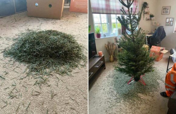 I'm furious after I spent £25 on an Aldi Christmas tree & it fell to pieces as soon as I took it out of its wrapping | The Sun