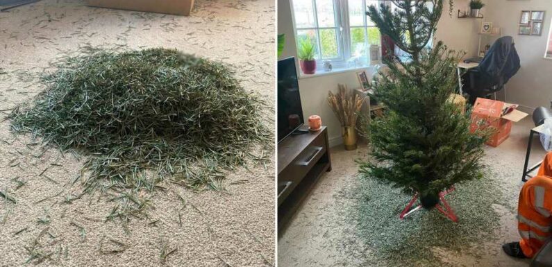 I'm furious after I spent £25 on an Aldi Christmas tree & it fell to pieces as soon as I took it out of its wrapping | The Sun