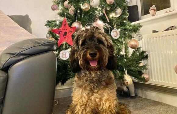 I'm struggling with cost of living crisis but I've spent £250 on Christmas presents for my DOG – £100 more than my son | The Sun