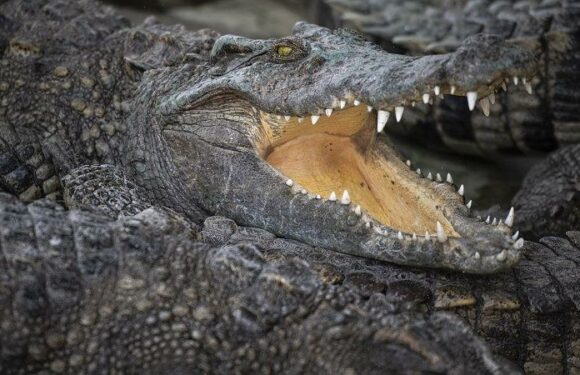 Man rescued from crocodile infested water in WA’s far north