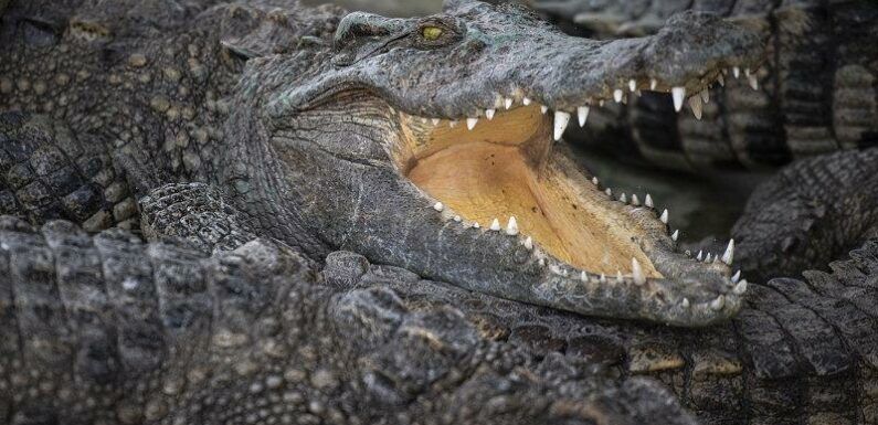 Man rescued from crocodile infested water in WA’s far north