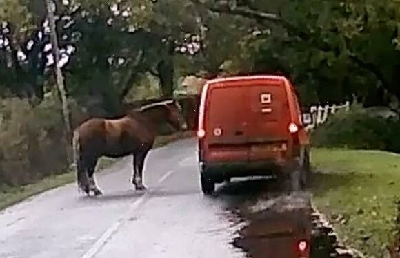 New Forest pony refuses to move as Royal Mail van swerves past
