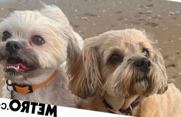 Paralysed dog defies the odds to walk again