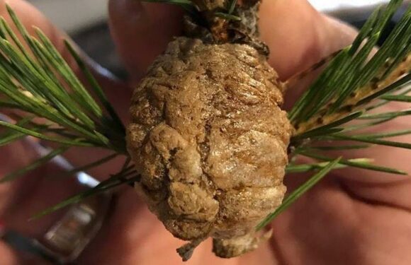 People warned to check Xmas trees for small clumps to avoid insect infestation