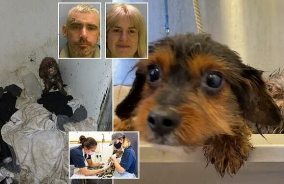 RSPCA rescues 35 dogs crammed into 'repugnant' home with SEVEN kids