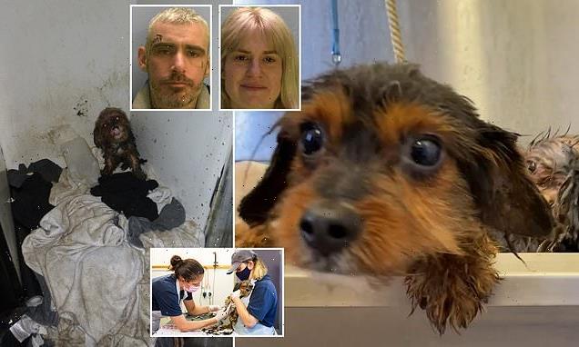 RSPCA rescues 35 dogs crammed into 'repugnant' home with SEVEN kids