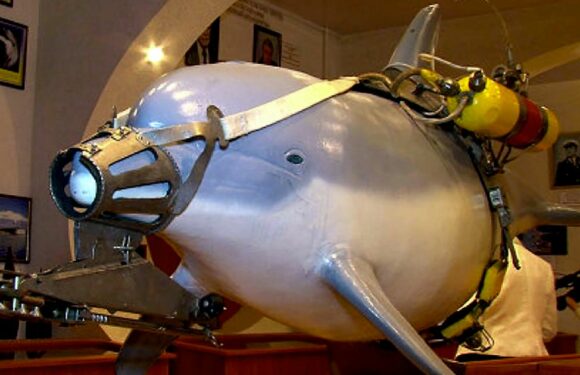 Russia has two ‘top secret’ centres for training its aquatic mammals for war
