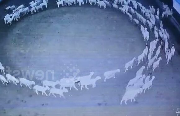 Sheep walk in a circle for twelve days on Chinese farm