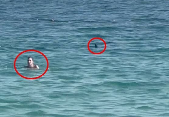 Terrifying moment giant SHARK stalks prey just feet from horrified swimmers on busy Dubai beach | The Sun