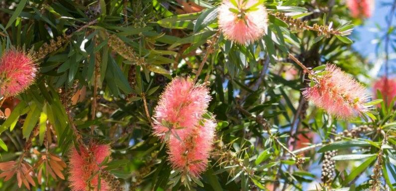This is the perfect flower for Australia’s unpredictable weather