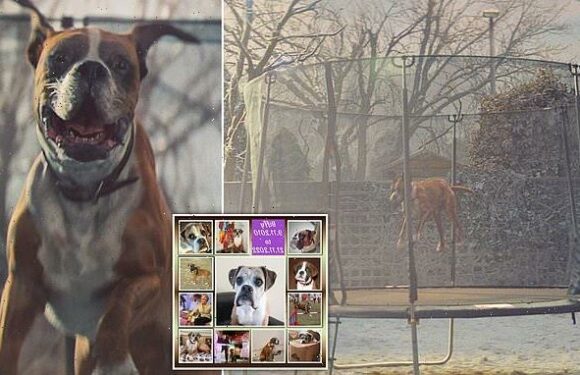 Trampolining boxer dog from John Lewis' 2016 Christmas advert has died