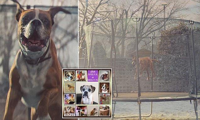 Trampolining boxer dog from John Lewis' 2016 Christmas advert has died