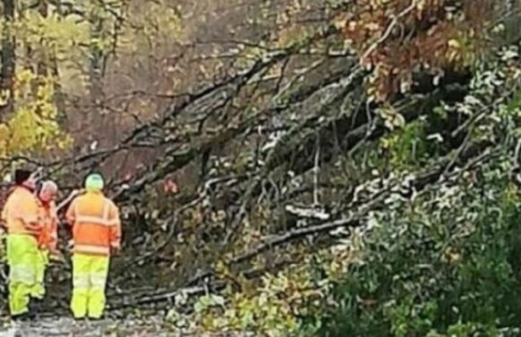 UK weather warning as ‘tornado’ rips up trees after Met Office alert
