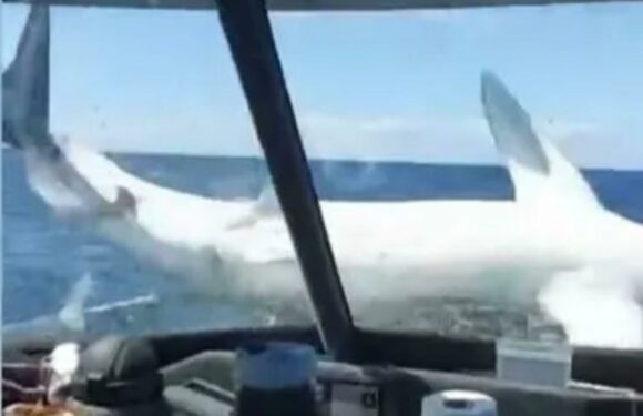 Watch shock moment massive 9ft, 330lb mako shark leaps from ocean & smashes down onto fishing boat | The Sun