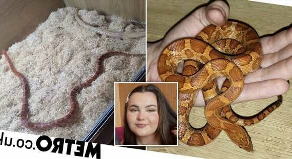 Woman shocked to find neighbour's snake in her bed in the middle of the night